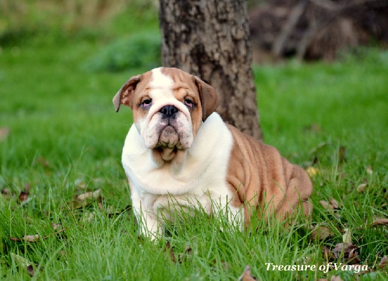 Treasure Of Varga - Chiot disponible  - Bulldog Anglais