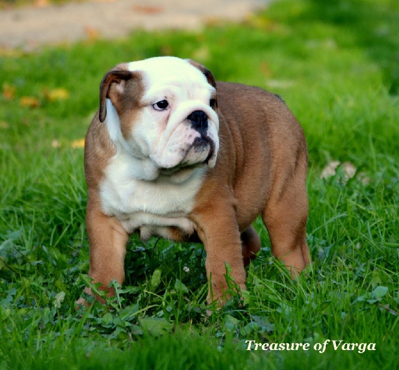 Treasure Of Varga - Chiot disponible  - Bulldog Anglais