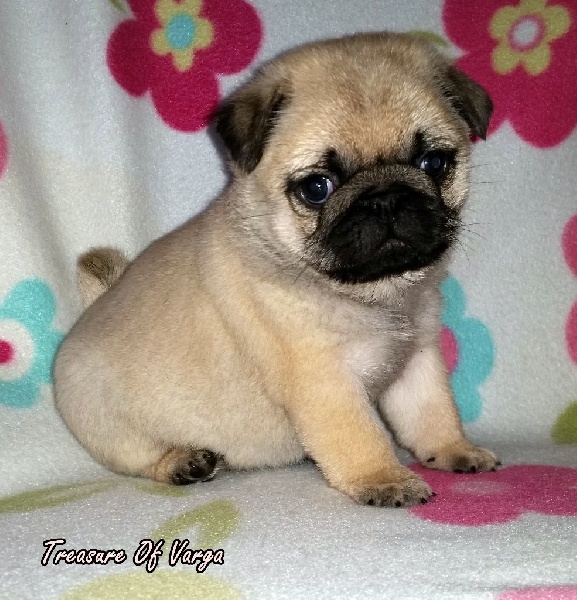 c liter premières photos