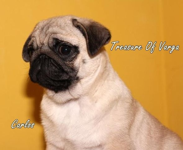 c litére-12 semaines