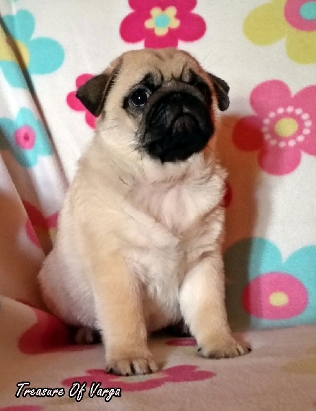  c litére-9 semaines 