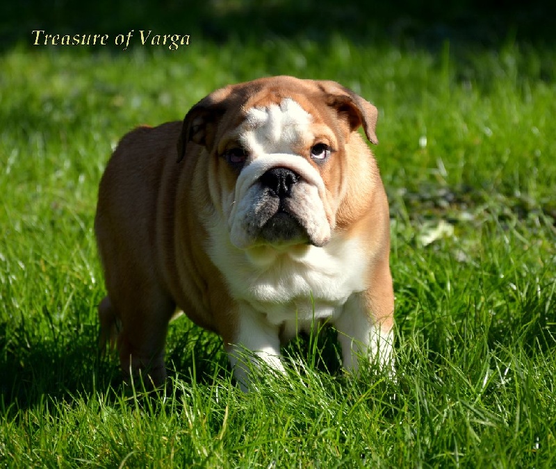 Treasure Of Varga - Chiots disponibles - Bulldog Anglais