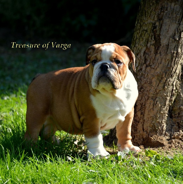 Treasure Of Varga - Chiots disponibles - Bulldog Anglais