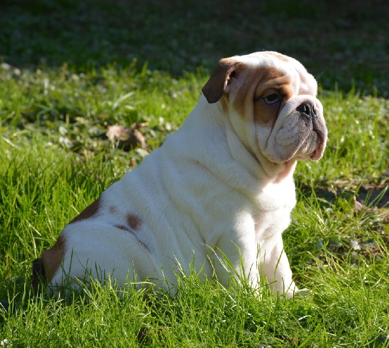 Treasure Of Varga - Chiots disponibles - Bulldog Anglais